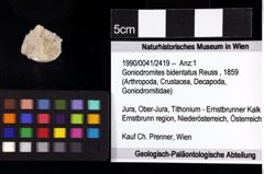 Foto (Objket + Etiketten) von Goniodromites bidentatus (Reuss, 1859) 